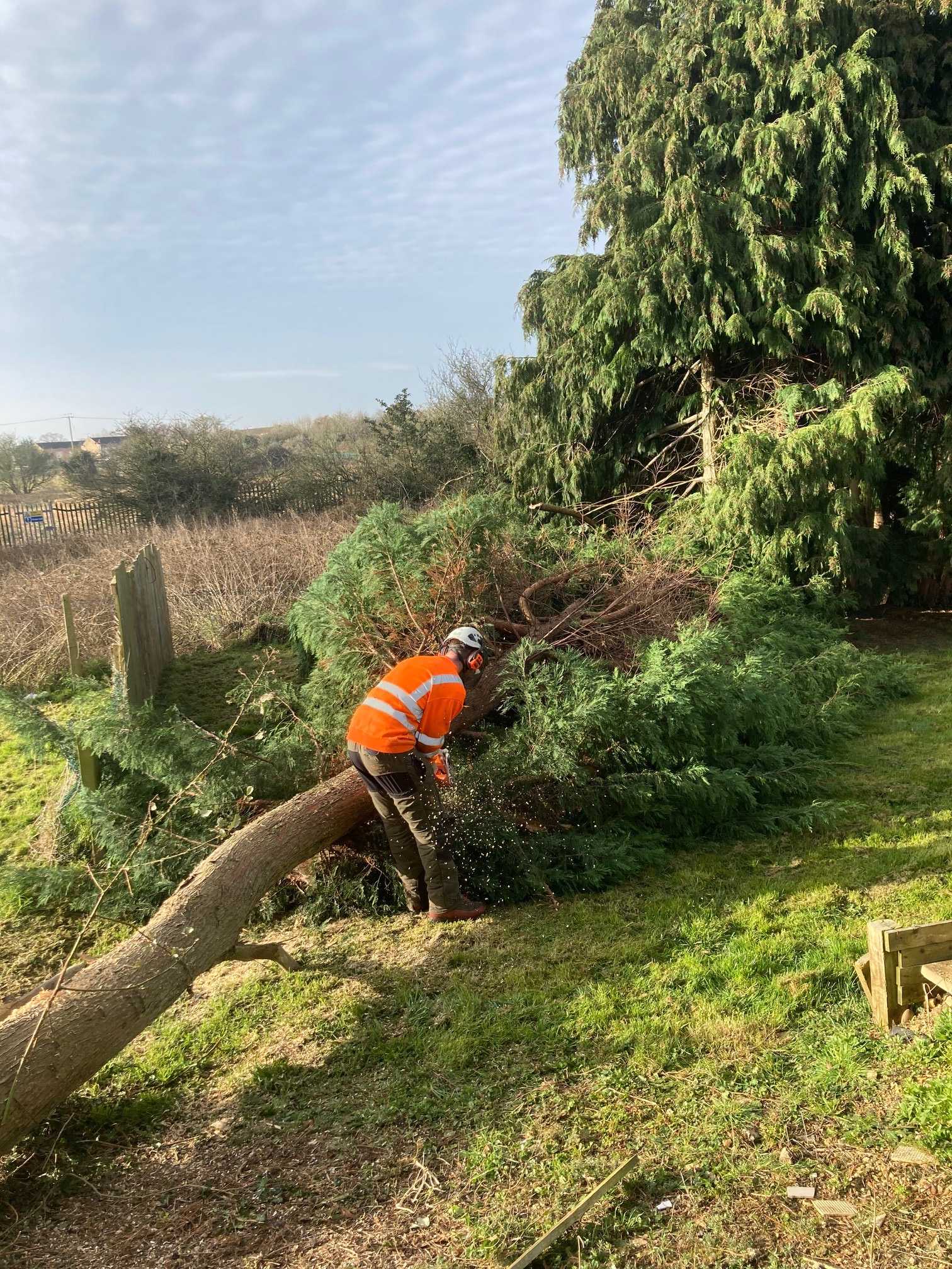 DOMESTIC TREE SERVICES DOMESTIC TREE SERVICES